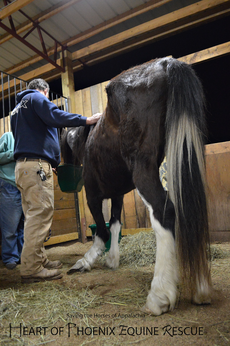 Revenant, a Mine land Horse with a Destroyed Front Leg from West Virginia: Heart of Phoenix Equine Rescue