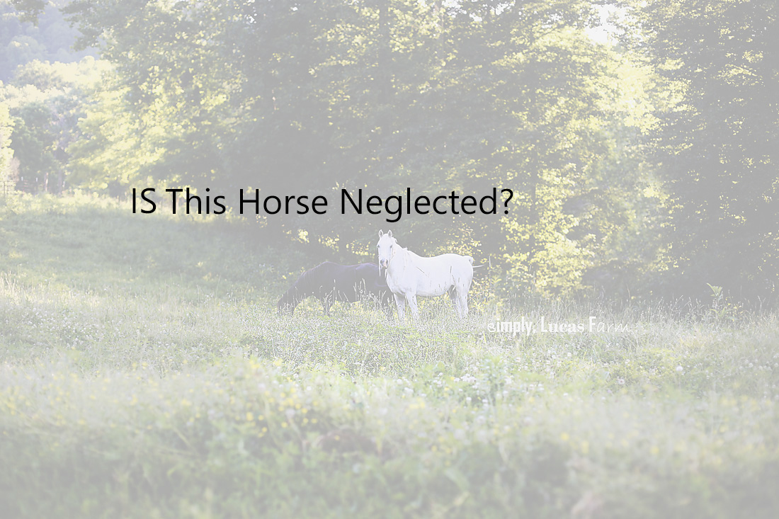 Is This Horse Neglected? An Educational Piece to Help YOU know