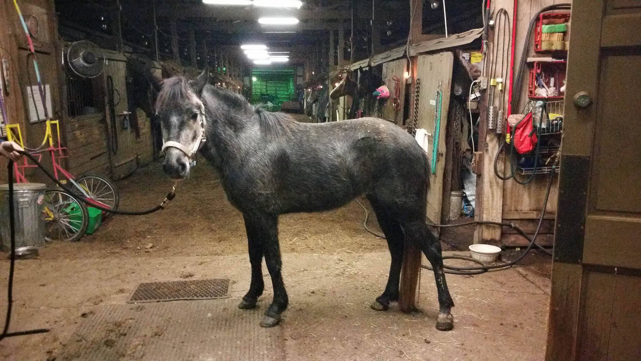 Dori is a very nicely put together, adoptable pony in WV