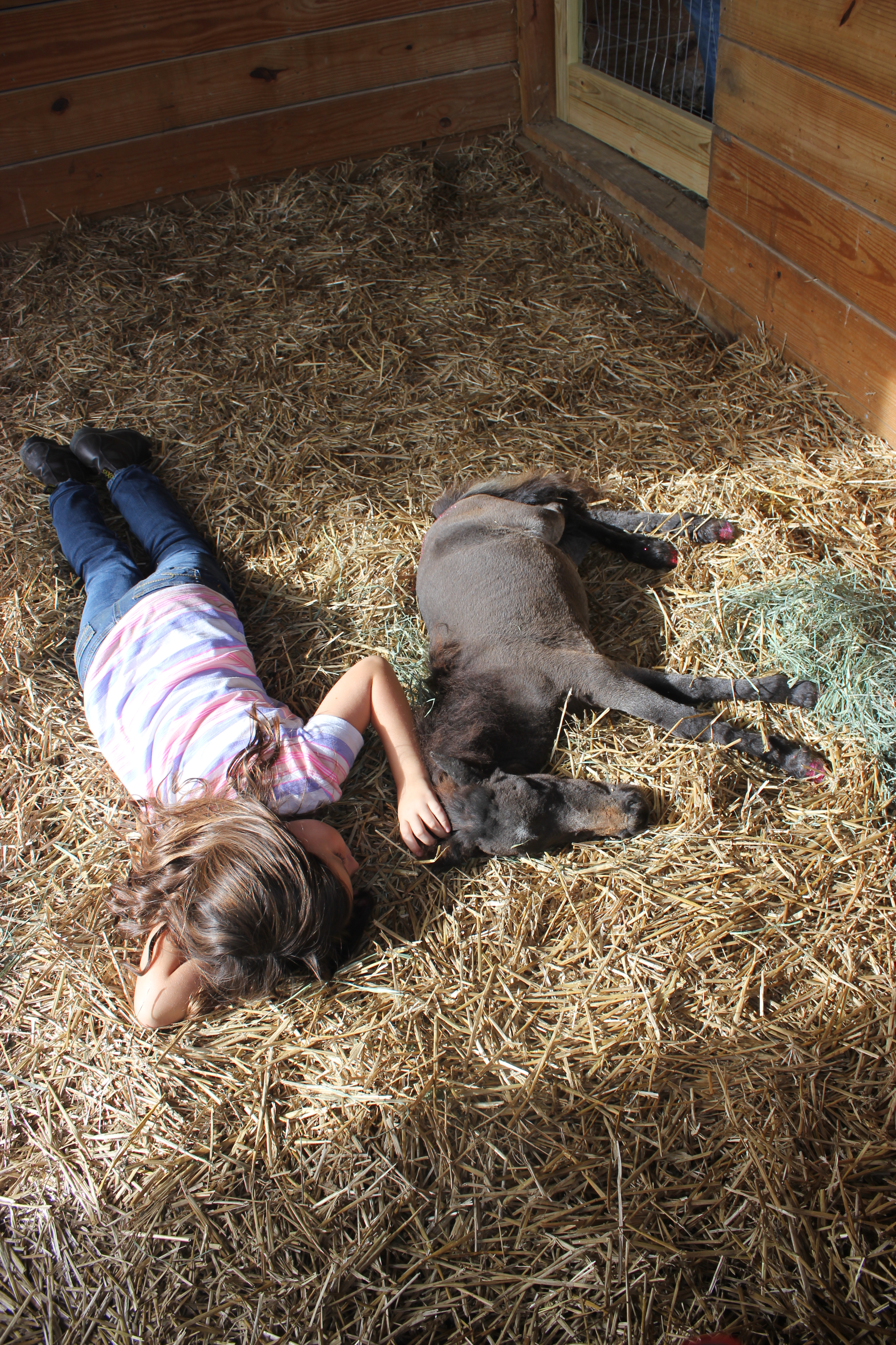 A blind Orphaned Miniature Filly is saved and given a new Future when everything before her had seemed so bleak