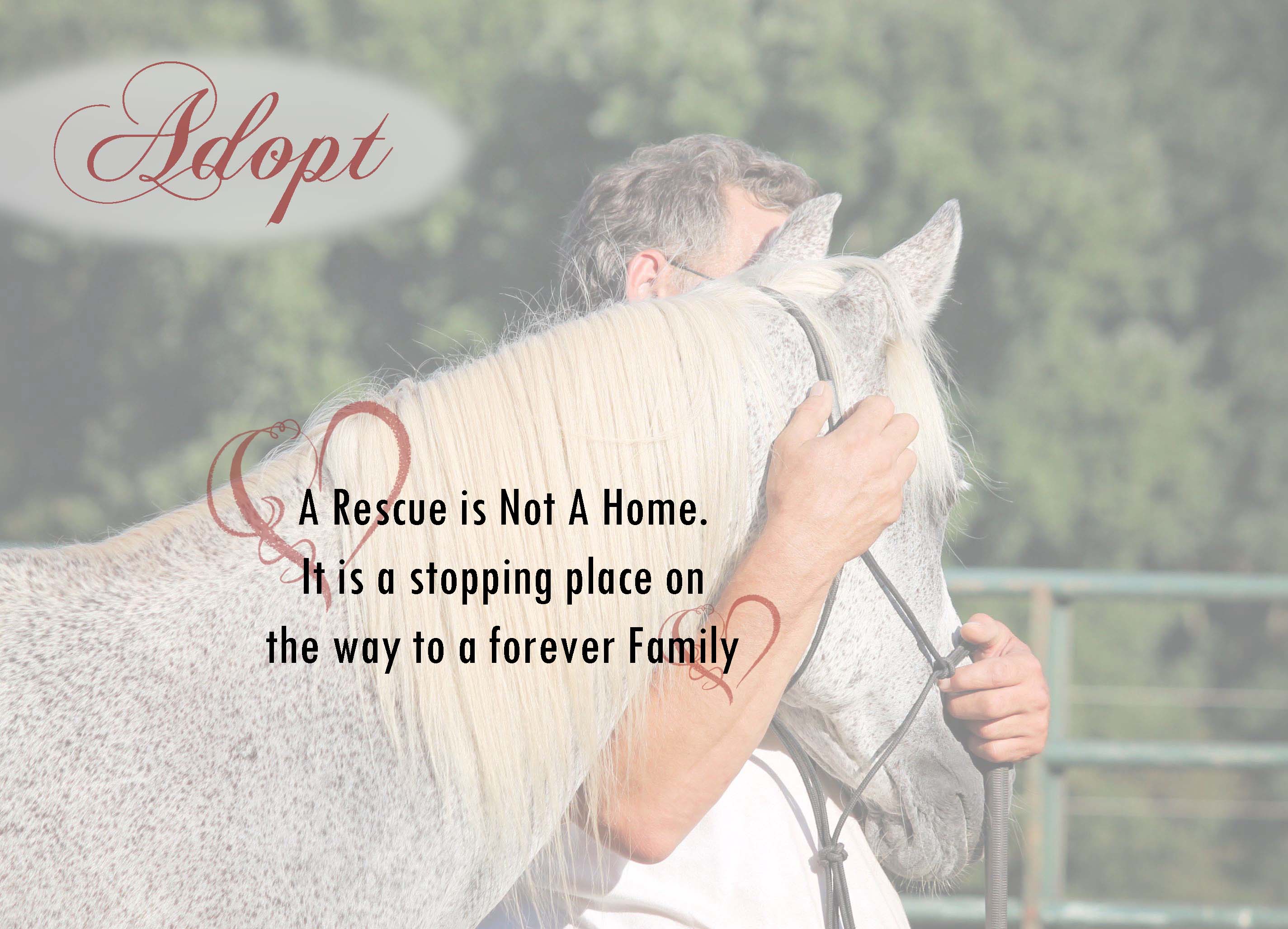 Adoption from Heart of Phoenix
