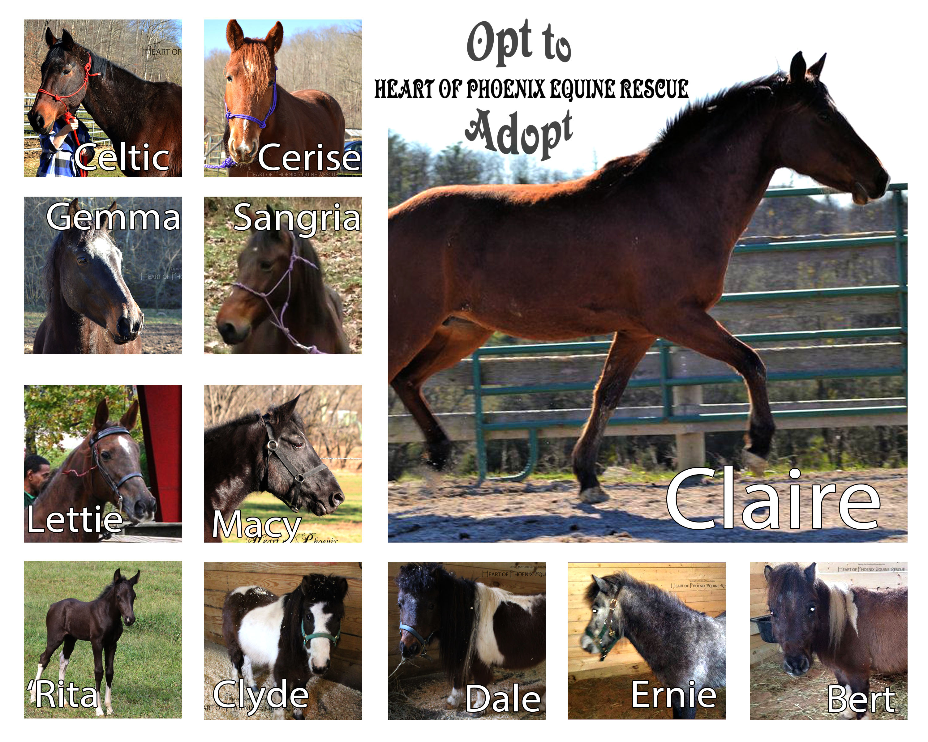 Safe Horses of Heart of Phoenix: An Image Gallery