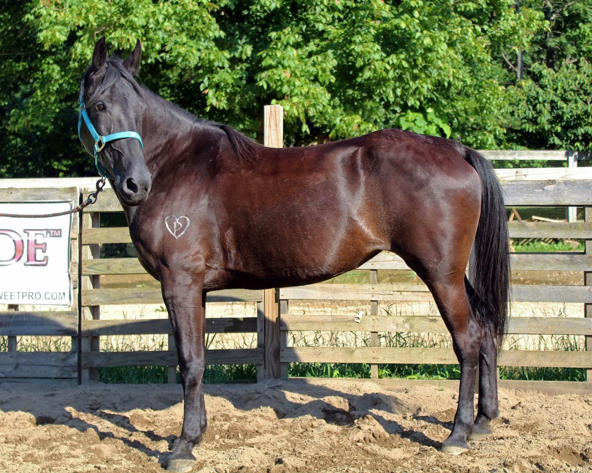 Soleil: FACE OFF Adoptable Horse Profile #HOPTEAMSOLEIL with Aubrey of Adkins Quarter Horses