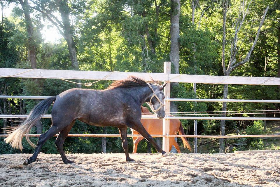 Dori: FACE OFF Adoptable Horse Profile #HOPTEAMDORI with Chloe of Adkins Quarter Horses