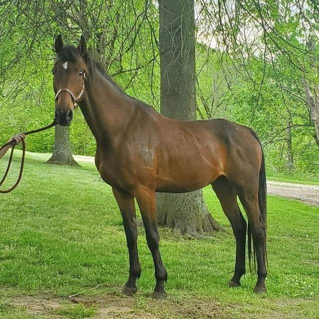 Appetites Can be BIG on a BIG Horse
