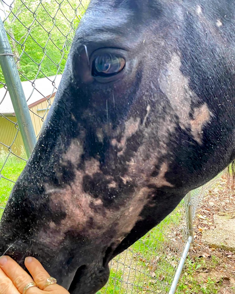 Chronic Inflammation and Horses