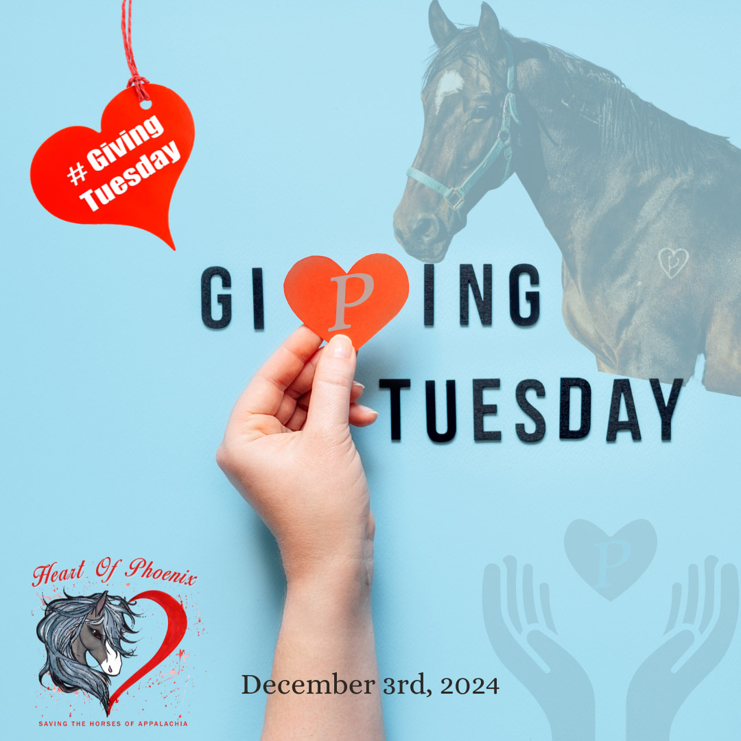 Giving Tuesday for Heart of Phoenix: December 3rd 2024