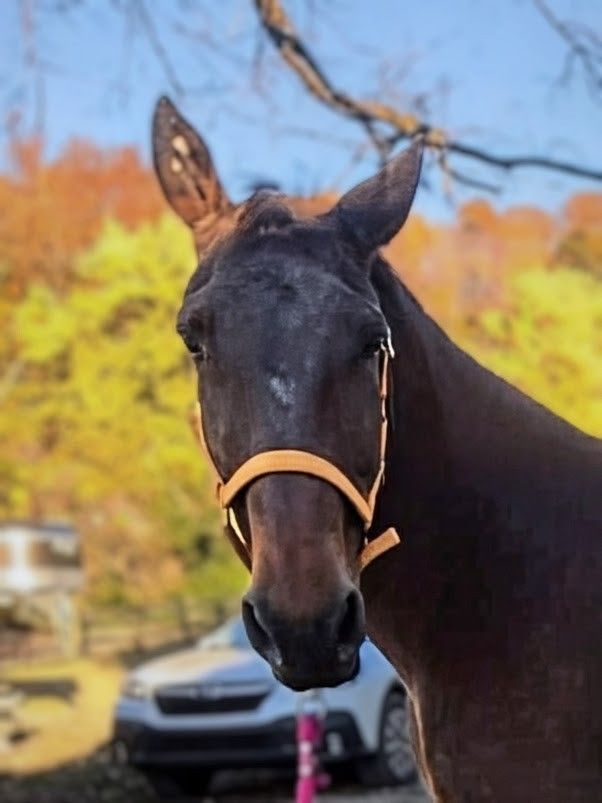 Aural Plaques: An Ear Issue in Equines